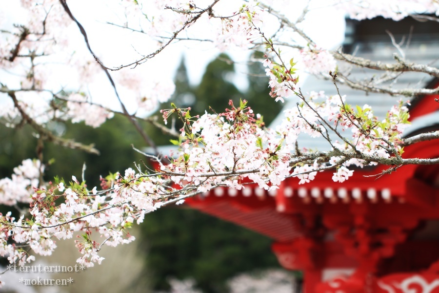 茂原公園。。。桜祭りにて。。。_d0349655_10565618.jpg