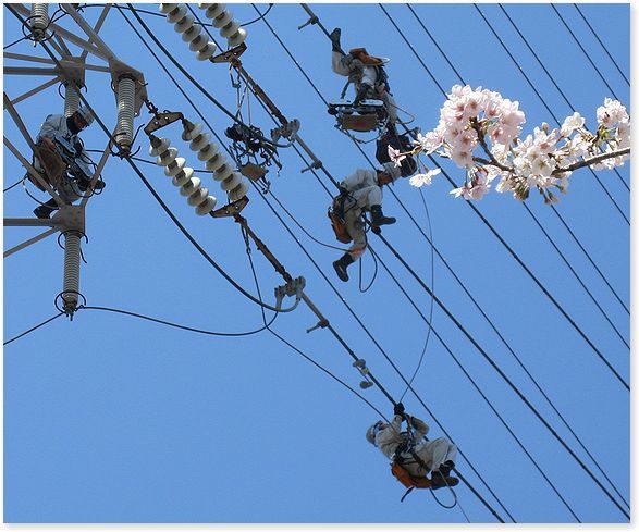 電工さんと桜_c0006757_22120588.jpg