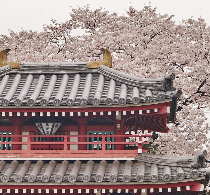 真光院の桜　＠大阪・天王寺_b0063958_22183782.jpg