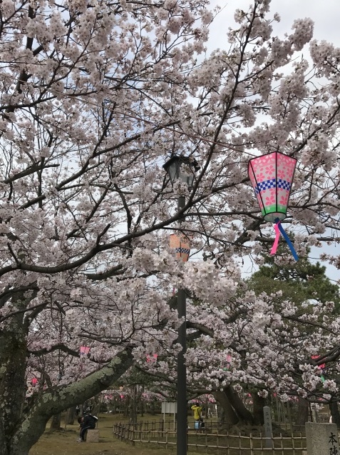 桜情報☆木場潟公園&芦城公園_d0174758_19030721.jpg