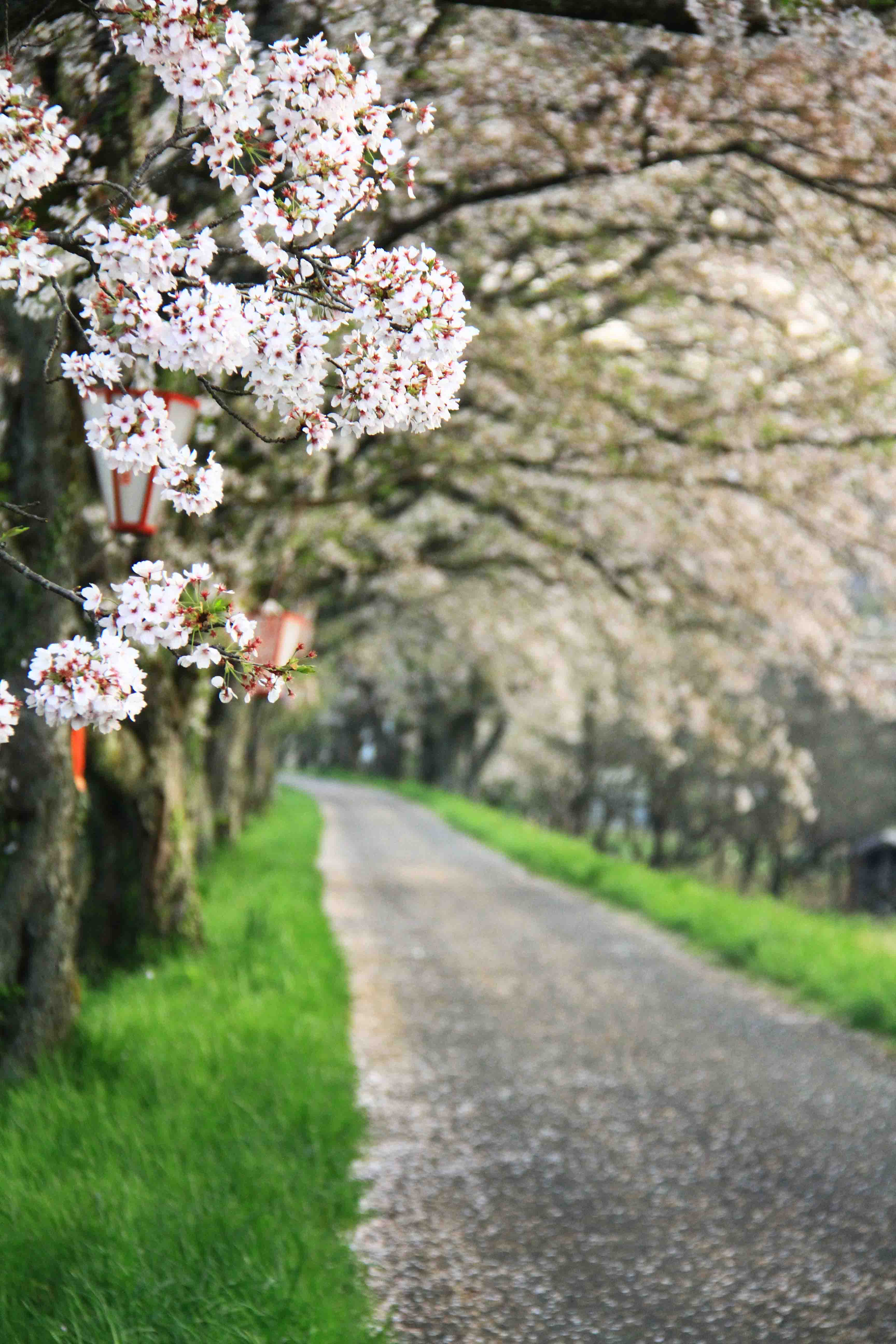 自分色の桜は_a0264861_2253365.jpg