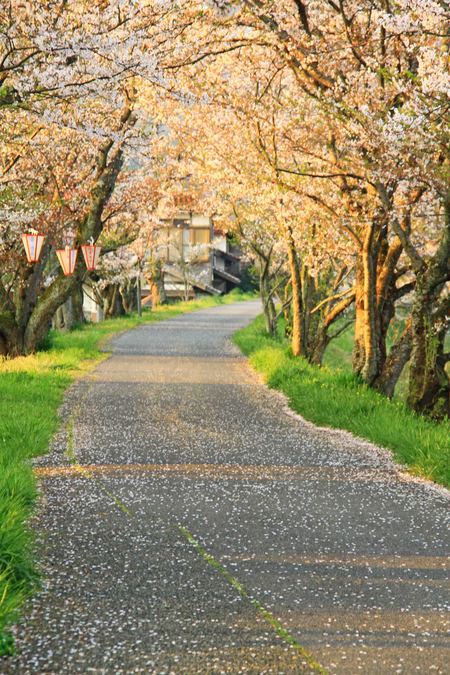 自分色の桜は_a0264861_226365.jpg