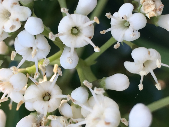 白い花の種類 写真と短い文章 5 白い花の種類 写真と短い文章 5