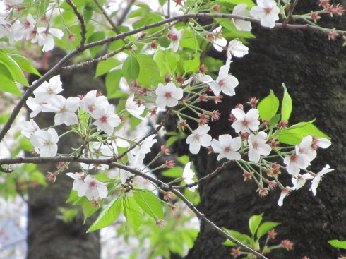 可憐な桜　と　祈りに満ちる　聖金曜日。。。Ｇｏｏｄ　Ｆｒｉｄａｙ 。。。 *。:☆.。†_a0053662_12424627.jpg