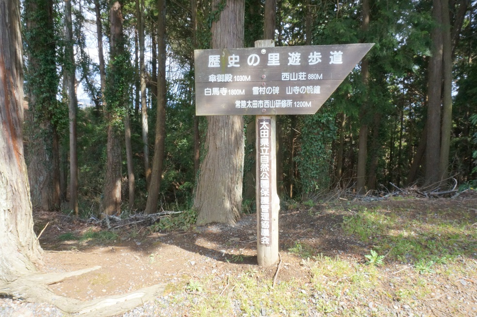 北条大池のさくら　開花情報　番外編　その２_b0124462_10425732.jpg