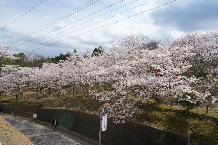 北条大池のさくら　開花情報　番外編　その２_b0124462_10454353.jpg