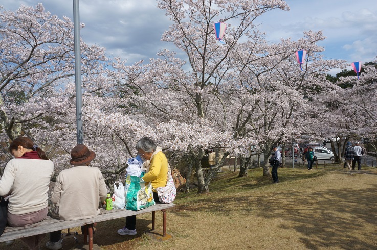 北条大池のさくら　開花情報　番外編　その２_b0124462_10455694.jpg