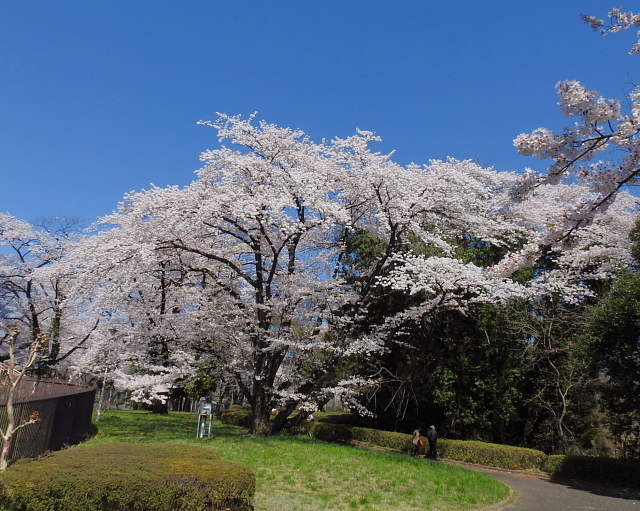 　　　佐久発電所で咲く桜_c0305565_17525295.jpg