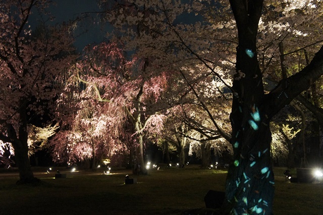 京の桜　　二条城　清流園・香雲亭_e0177271_07051399.jpg