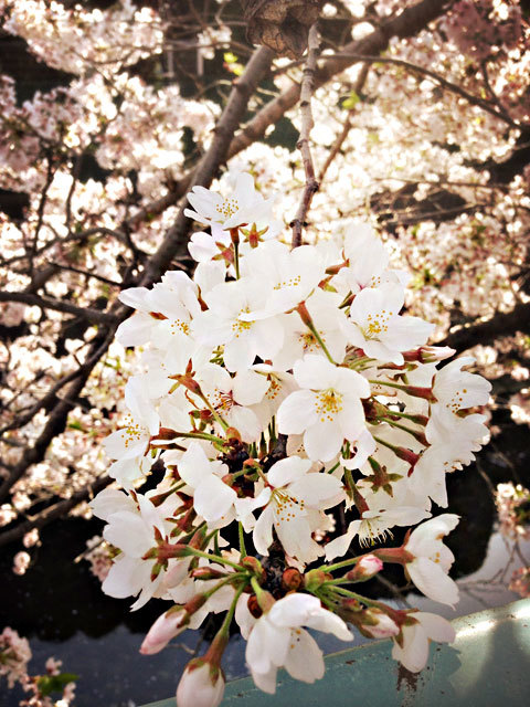 桜もそろそろ終わりですね_a0342172_20294635.jpg