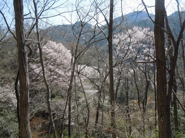 観桜ご近所ドライブツアー（3）　 ～　我がフィールド、一庫公園のエドヒガン　～_b0102572_17354794.jpg