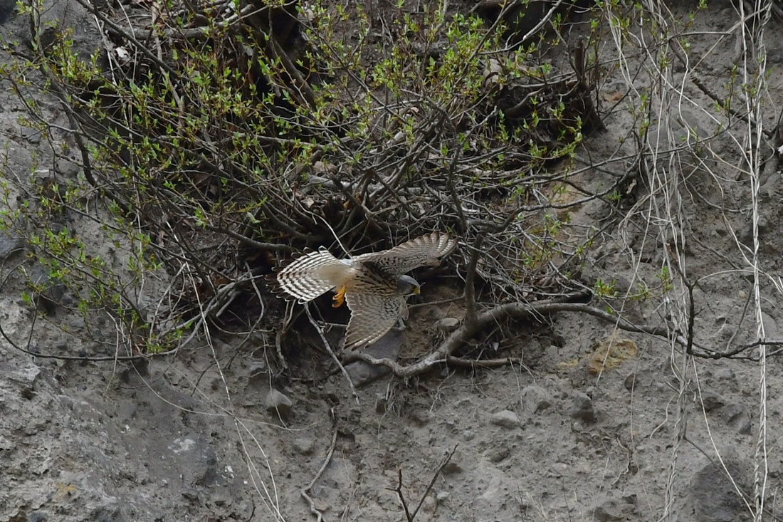 おじゃましま〜す チョウゲンボウ サシバ_f0053272_08243565.jpg
