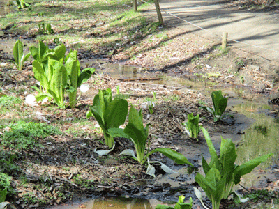 f0140773_15141626.gif