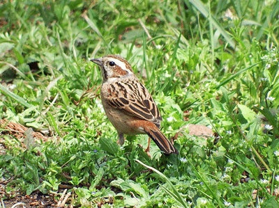 f0140773_15252924.gif