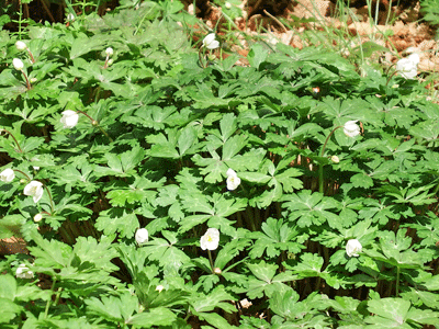 f0140773_15253757.gif