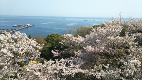 神戸から須磨浦公園満開の桜と平成29年度大人の書道教室_a0098174_00081094.jpg