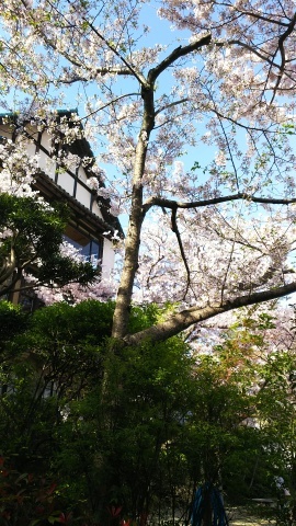 神戸から須磨浦公園満開の桜と平成29年度大人の書道教室_a0098174_00183236.jpg