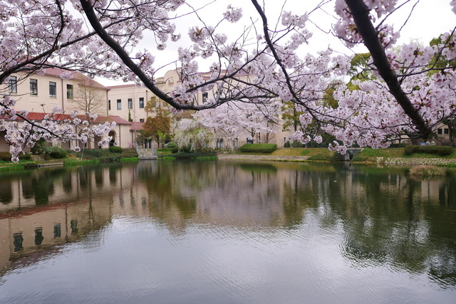 関西学院大学の桜_b0358575_02514848.jpg