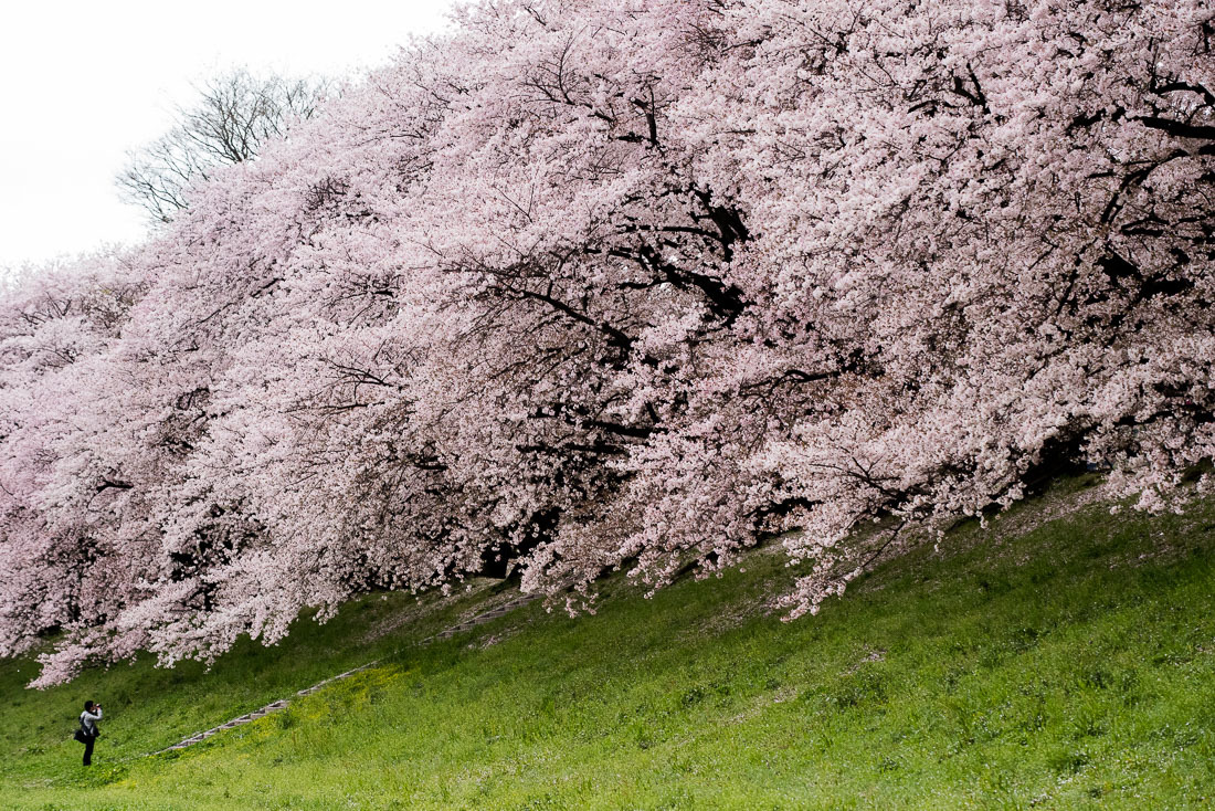 背割堤の桜 1_a0301676_18404997.jpg