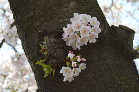 いつもの散歩道と我が家の桜_f0312278_12435258.jpg