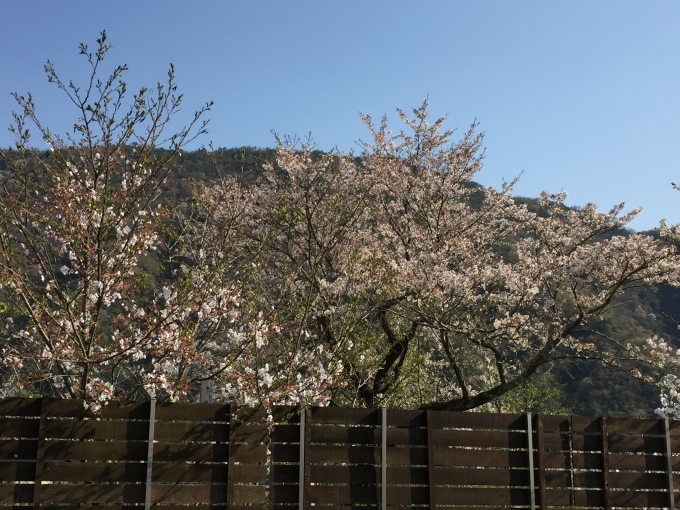 ハハと見る桜_a0125981_19384755.jpeg