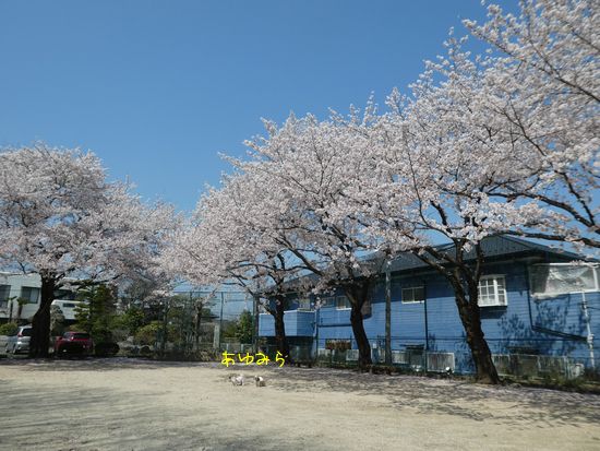 今日の桜は昼と夜（笑）_e0234881_23515681.jpg