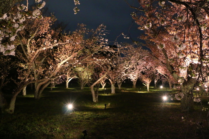 二条城　桜のライトアップ（１）_c0338583_23241230.jpg