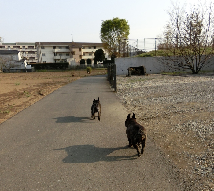 ４月１４日　４．１９ｋｍ　やらせが１枚含まれてます_e0199784_21522699.jpg