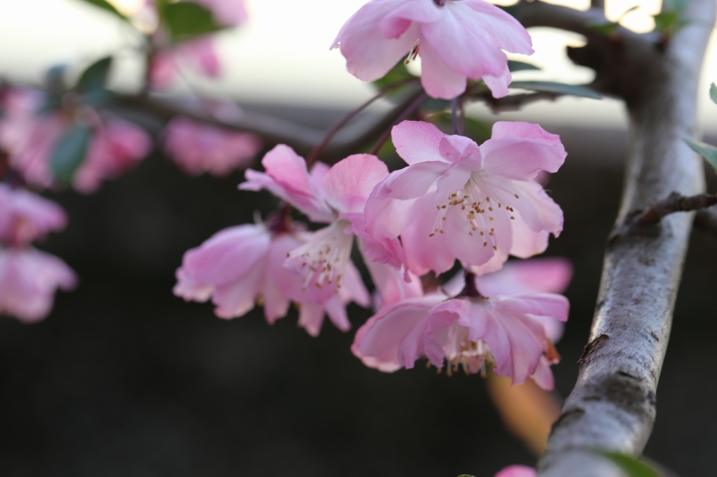 17 04 14 海棠桜 カイドウザクラ 河童の徒然なるままに