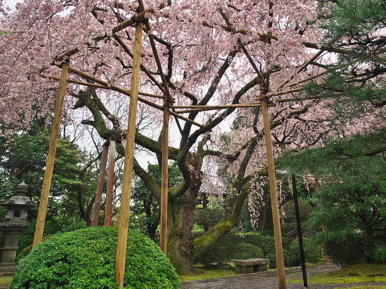 桜めぐり2017～西迎寺～(4/8)_d0026589_19591638.jpg