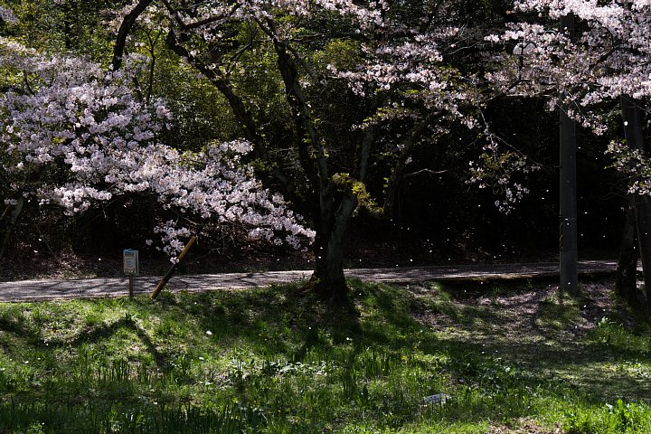 桜の季節の桜猫_d0353489_17514845.jpg