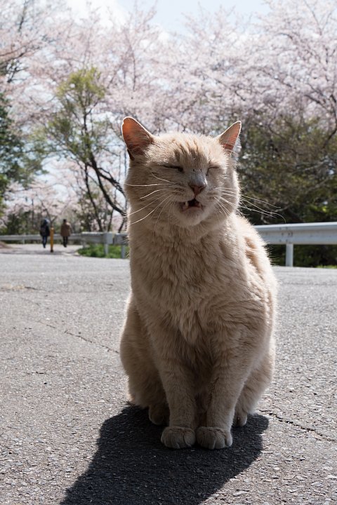 桜の季節の桜猫_d0353489_17544277.jpg