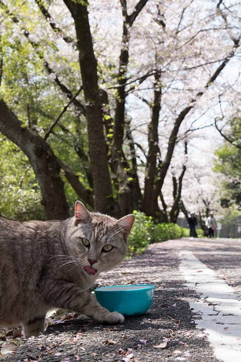 桜の季節の桜猫_d0353489_17582412.jpg