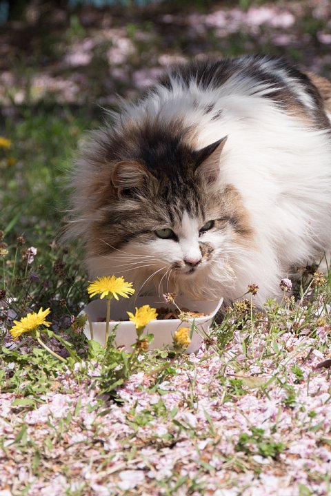 桜の季節の桜猫_d0353489_1834333.jpg