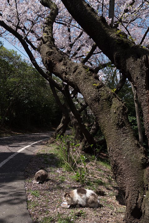 桜の季節の桜猫_d0353489_1854233.jpg