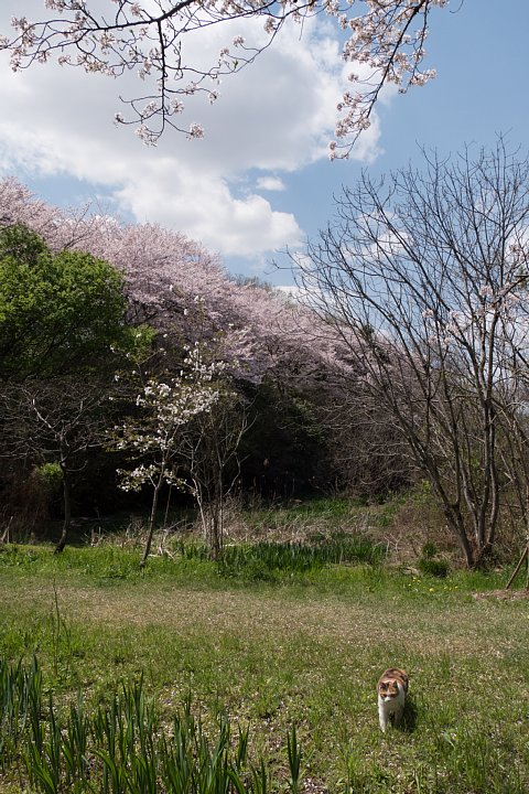 桜の季節の桜猫_d0353489_1861785.jpg