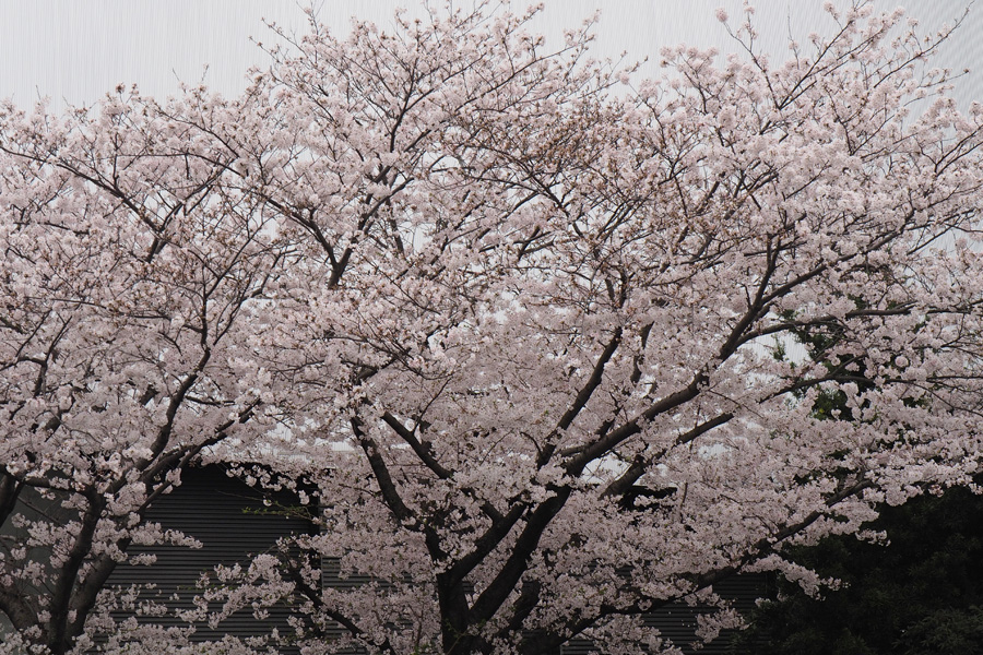 17.04.08：室見川桜散歩３_c0007190_20381229.jpg