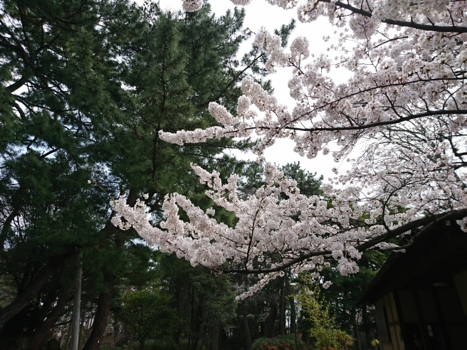 この週末は。４月１５日＆１６日。_e0046190_18411079.jpg