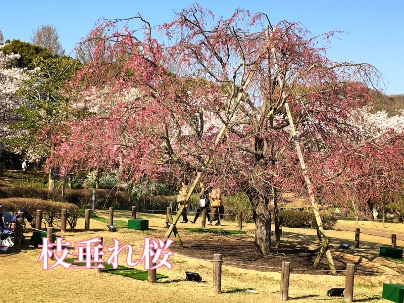 枝垂れ桜&#127800;_f0359993_19122042.jpg