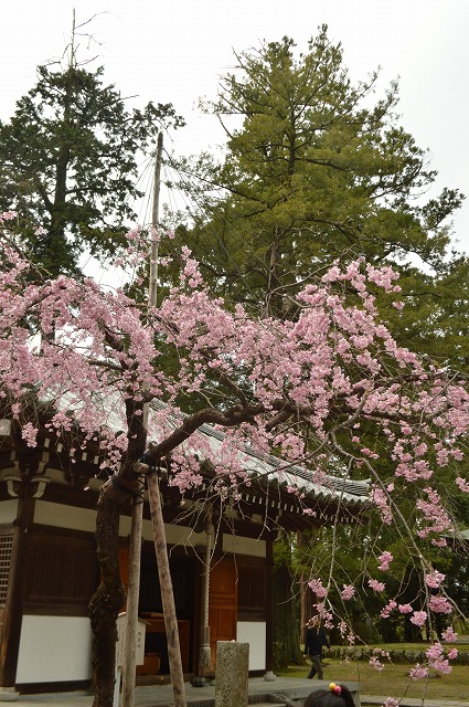 花、花 2017年_a0233896_16501553.jpg