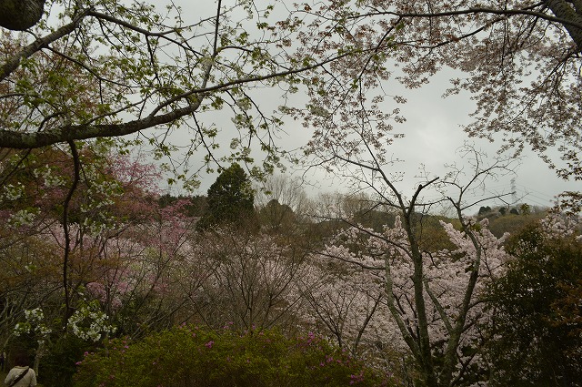 花、花 2017年_a0233896_16504419.jpg