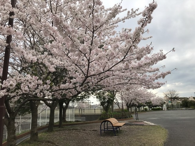桜はいいですよね～_d0103296_22185809.jpg