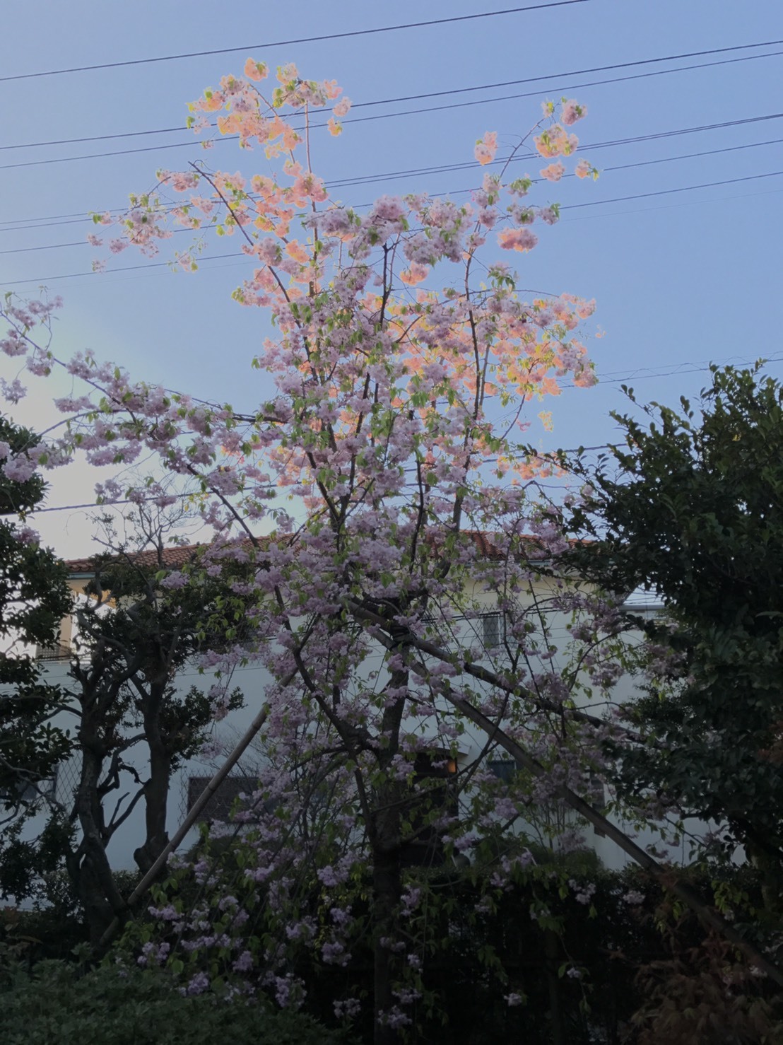 さくら🌸長持ち_f0346597_08191582.jpg