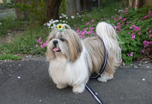 ブランディの肝臓ガン、治ったかもしれない!!!_c0090198_16551625.jpg