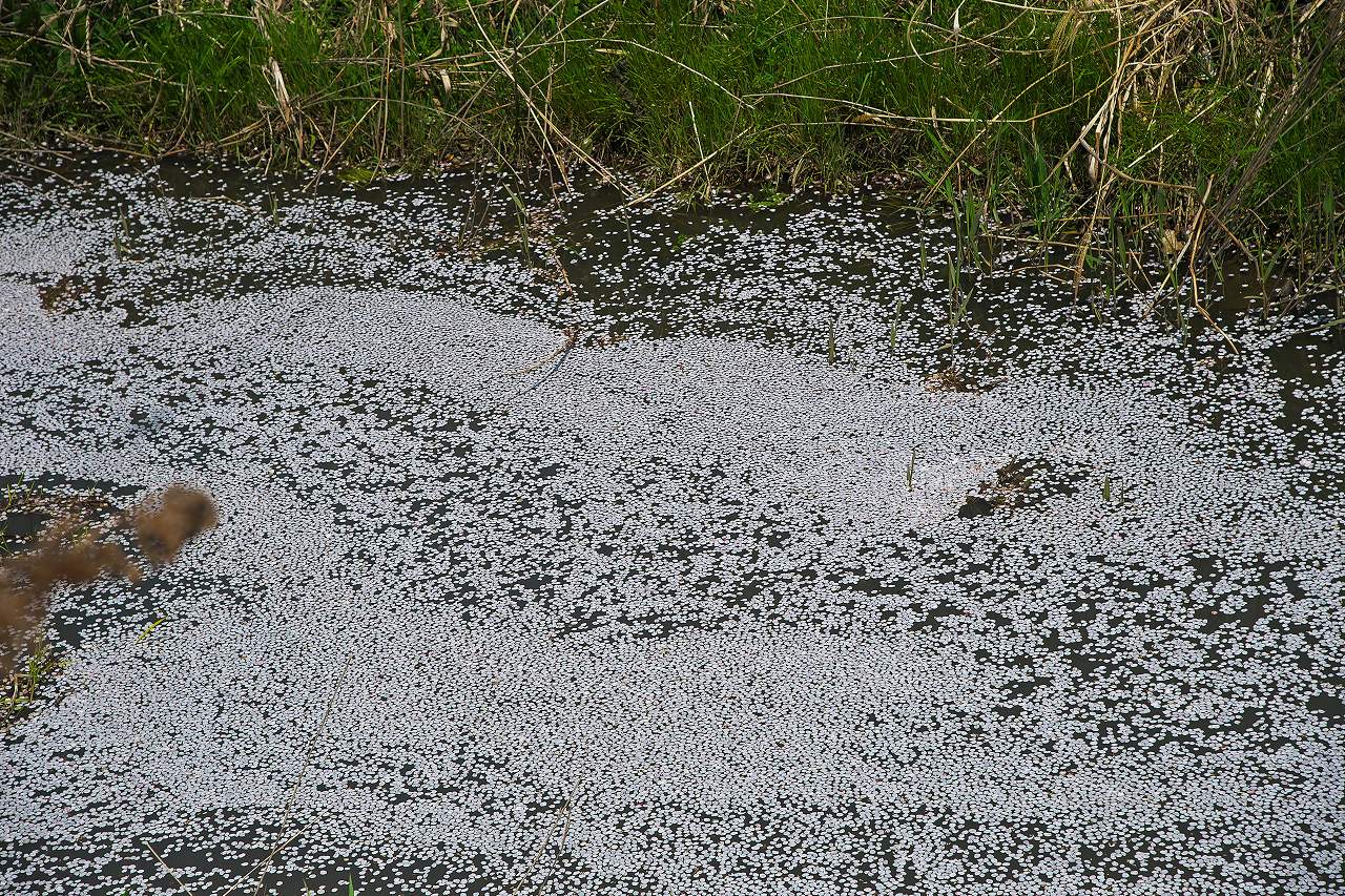 d0344899_17412146.jpg