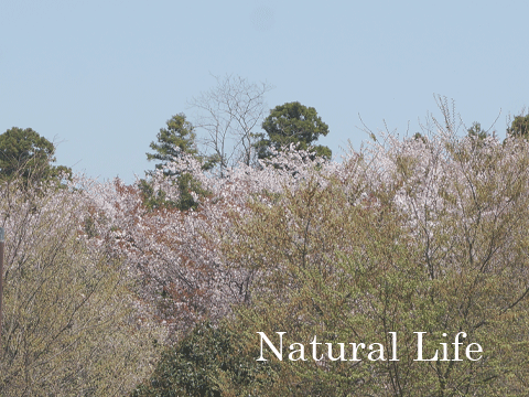 b0162000_05213950.gif