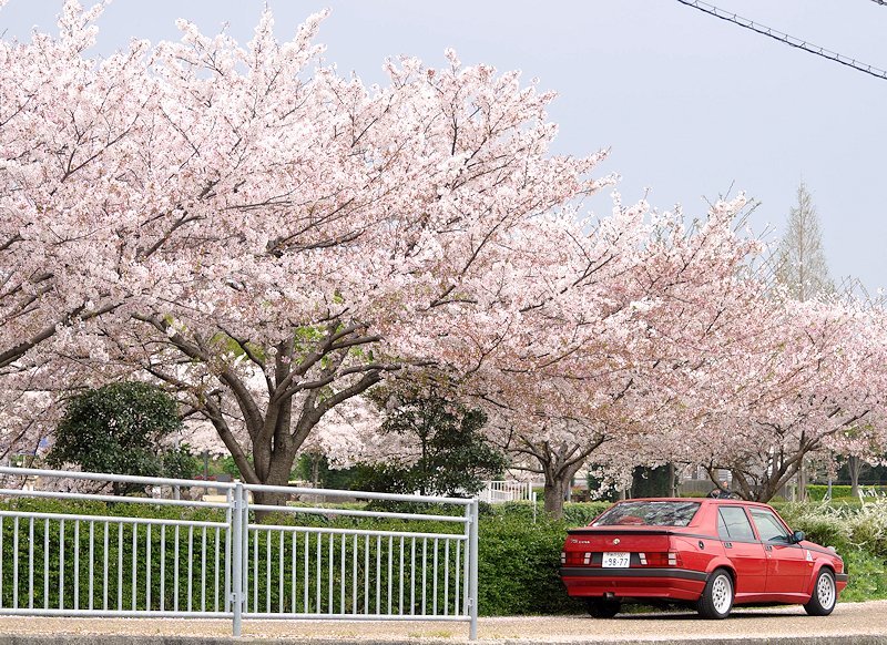 Alfa75で花見_b0175301_21593117.jpg