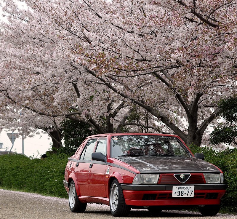 Alfa75で花見_b0175301_21594919.jpg