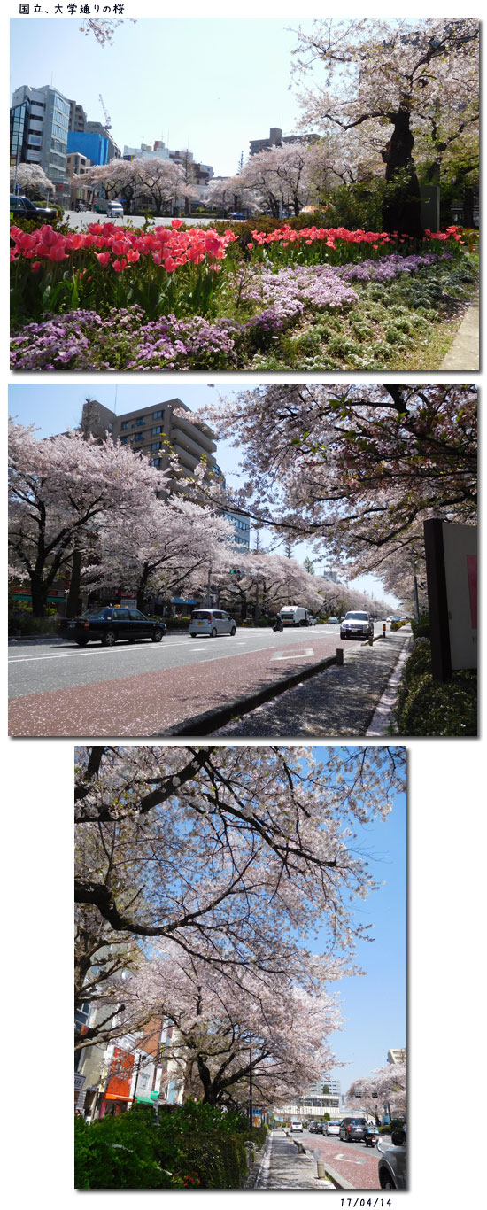 国立の桜_c0051105_0152390.jpg