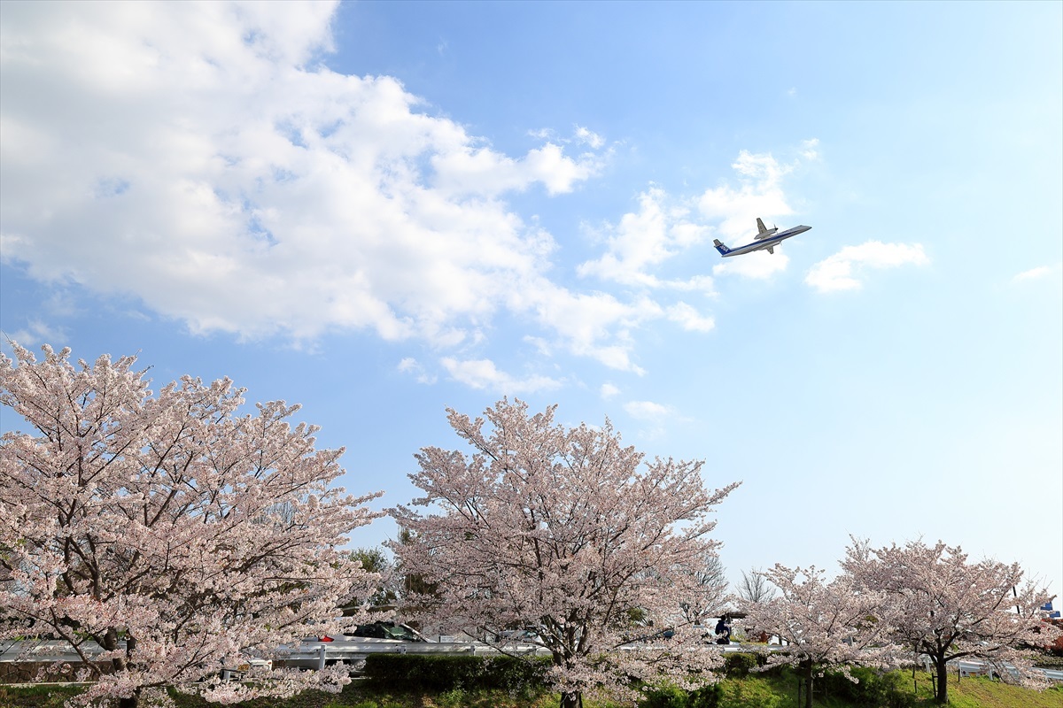 桜満開、ポリプ0部咲き_b0110406_08443423.jpg